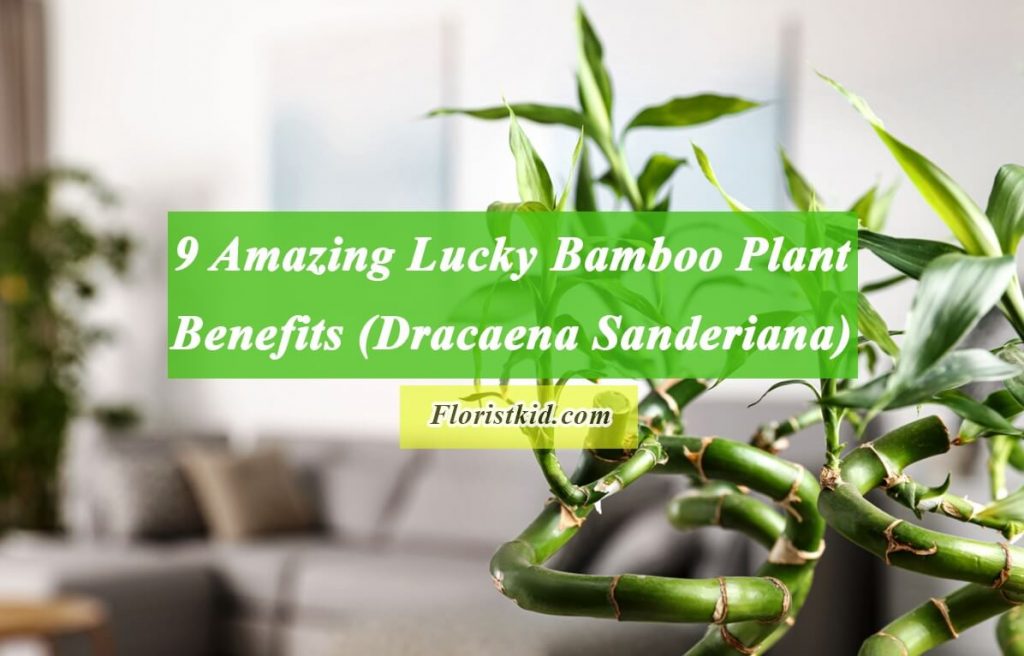 9 Amazing Lucky Bamboo Plant Benefits (Dracaena Sanderiana)