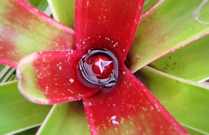 Blushing bromeliad flower