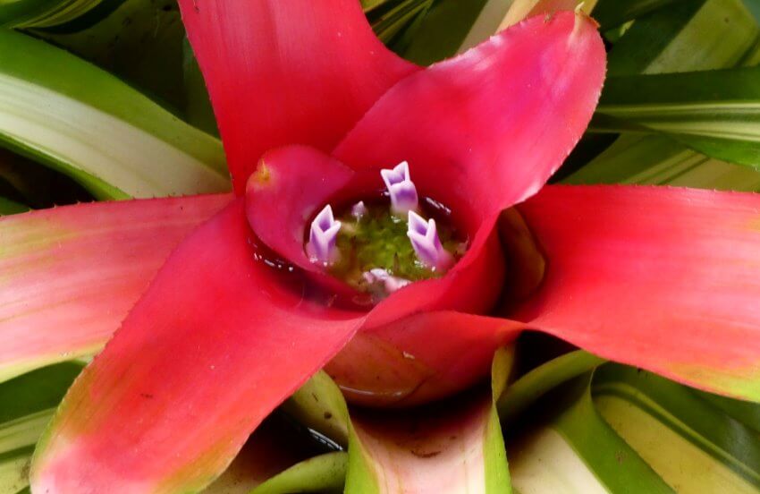 Neoregelia Carolinae Tricolor flower