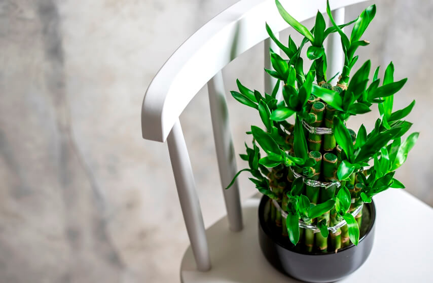 Dracaena Sanderiana on chair- small lucky bamboo