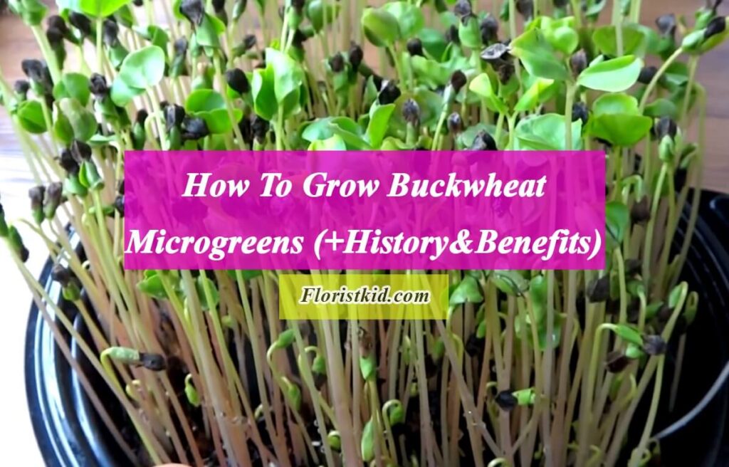 How To Grow Buckwheat Microgreens (+History & Benefits)