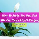 How To Make The Best Soil Mix For Peace Lily Plant (3Recipes)