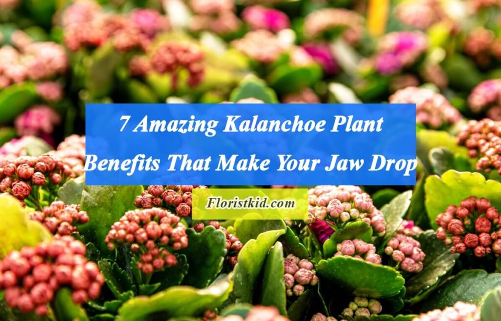 Amazing Kalanchoe Plant Benefits That Make Your Jaw Drop