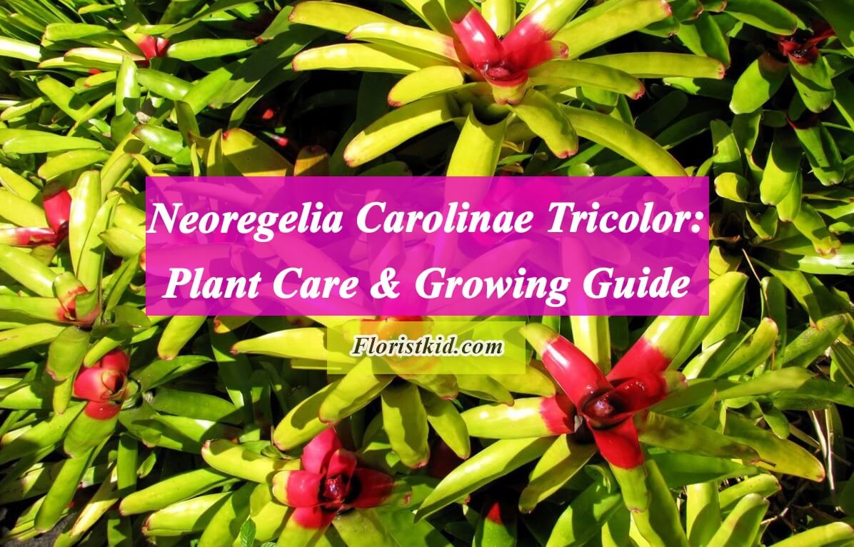 Neoregelia Carolinae Tricolor Plant Care - Blushing Bromeliad