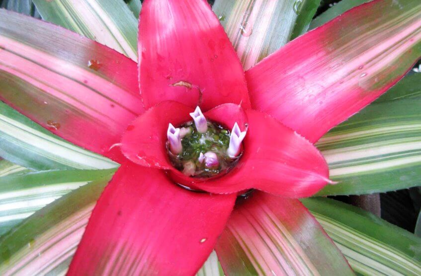 Neoregelia Carolinae Tricolor plant