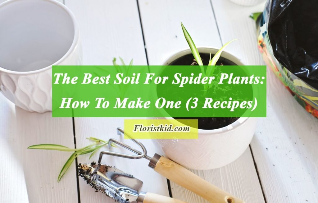 The Best Soil For Spider Plants How To Make One (3 Recipes)