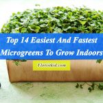 Easiest microgreens And Fastest Microgreens To Grow Indoors