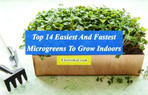 Easiest microgreens And Fastest Microgreens To Grow Indoors