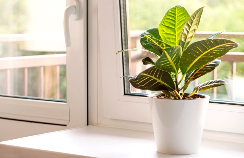 croton plant on windowsill