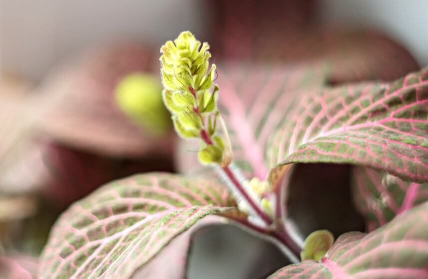 Fittonia albivenis is blooming