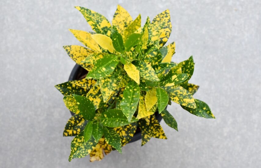 gold dust croton plant