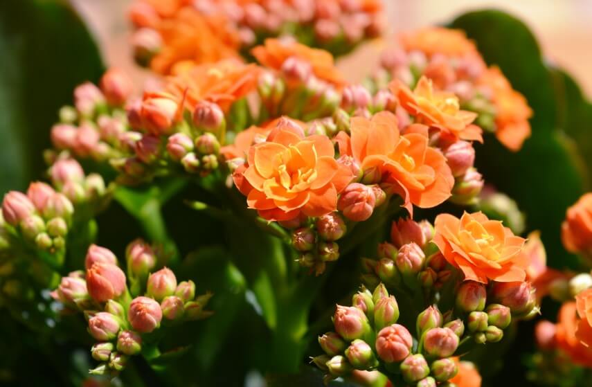 kalanchoe with bright orange flowers