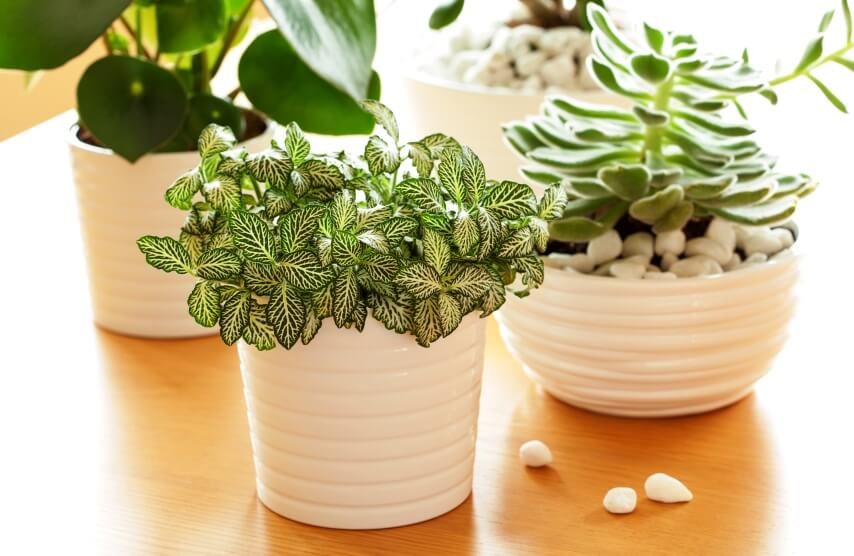 nerve plant on table