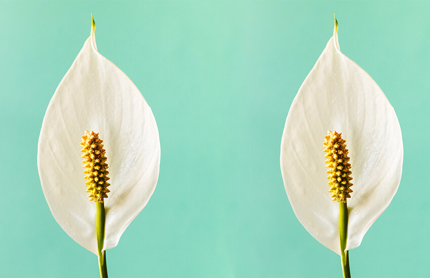 peace lily flowers 