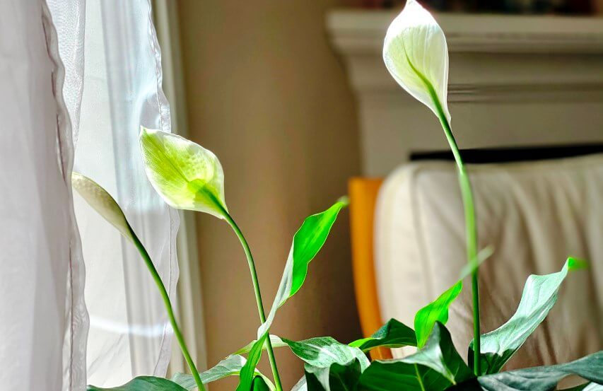 peace lily plant 