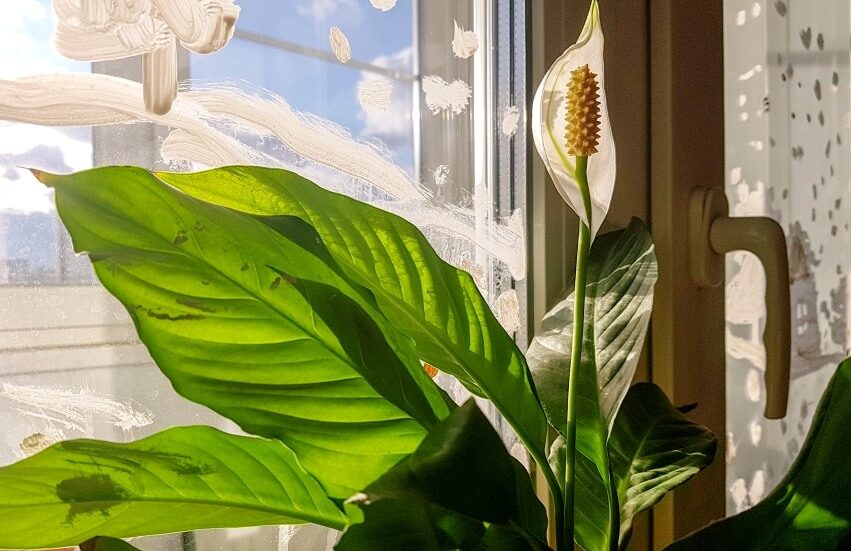 Spathiphyllum in pot