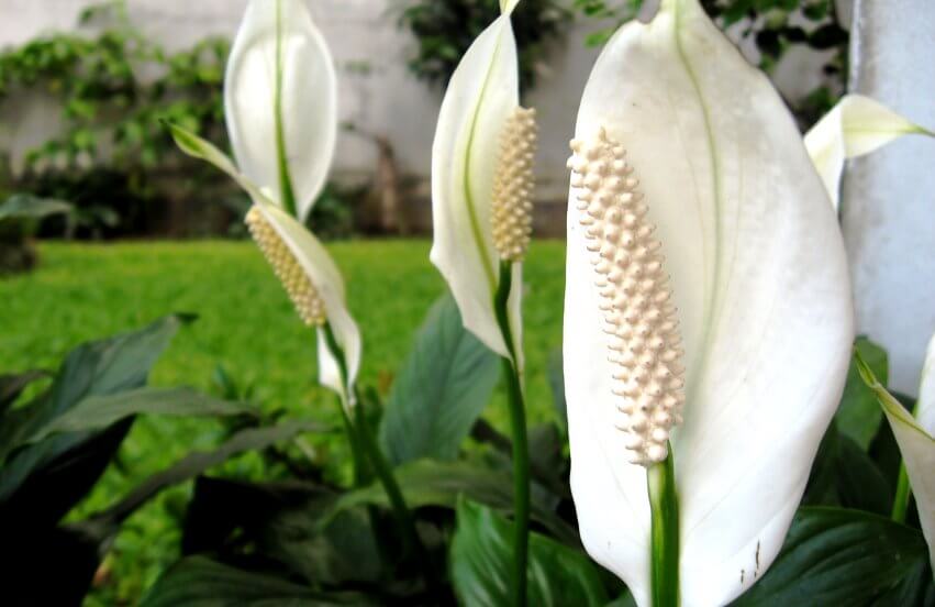 Spathiphyllum - peace lily plant 