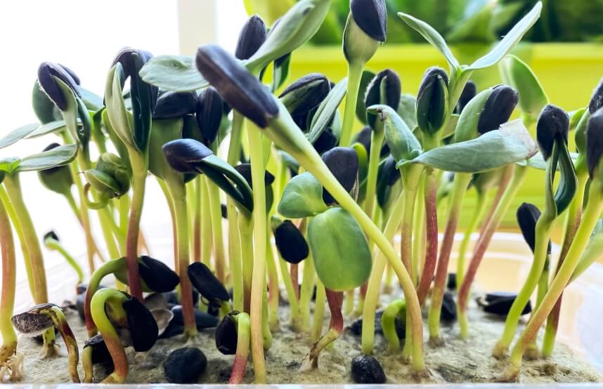 sunflower microgreens close up