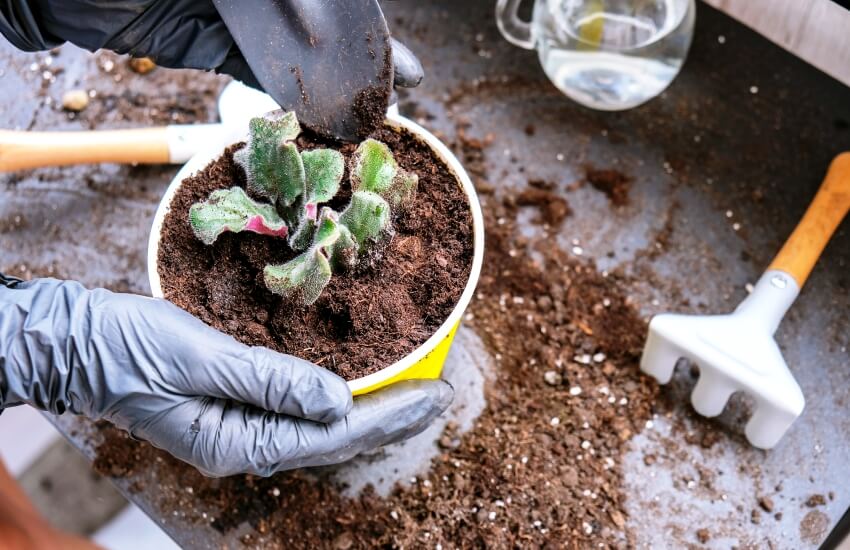 woman gardener adding African Violet potting soil mix