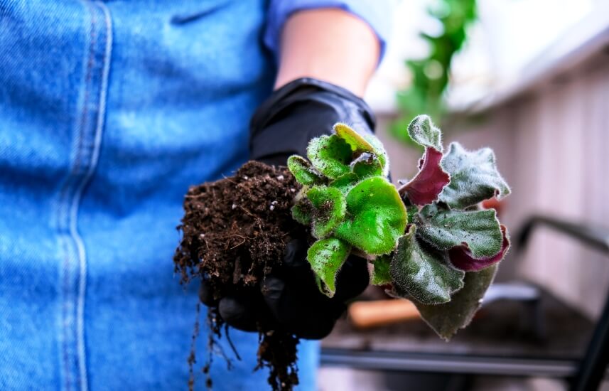 woman gardener holding African violet with soil