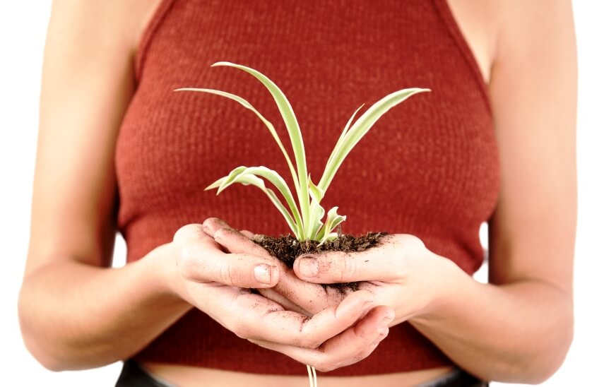 woman holding spider plant and soil