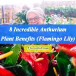 incredible Anthurium Plant Benefits (Flamingo Lily)