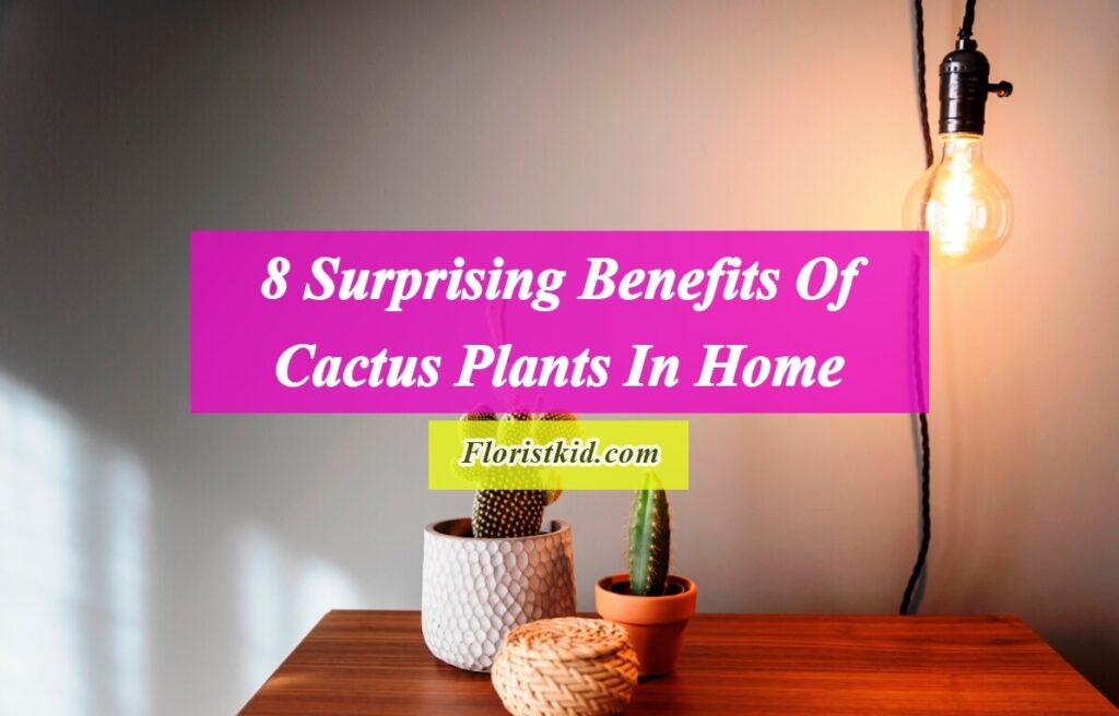 Benefits Of Cactus Plants in Home
