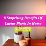 Benefits Of Cactus Plants in Home