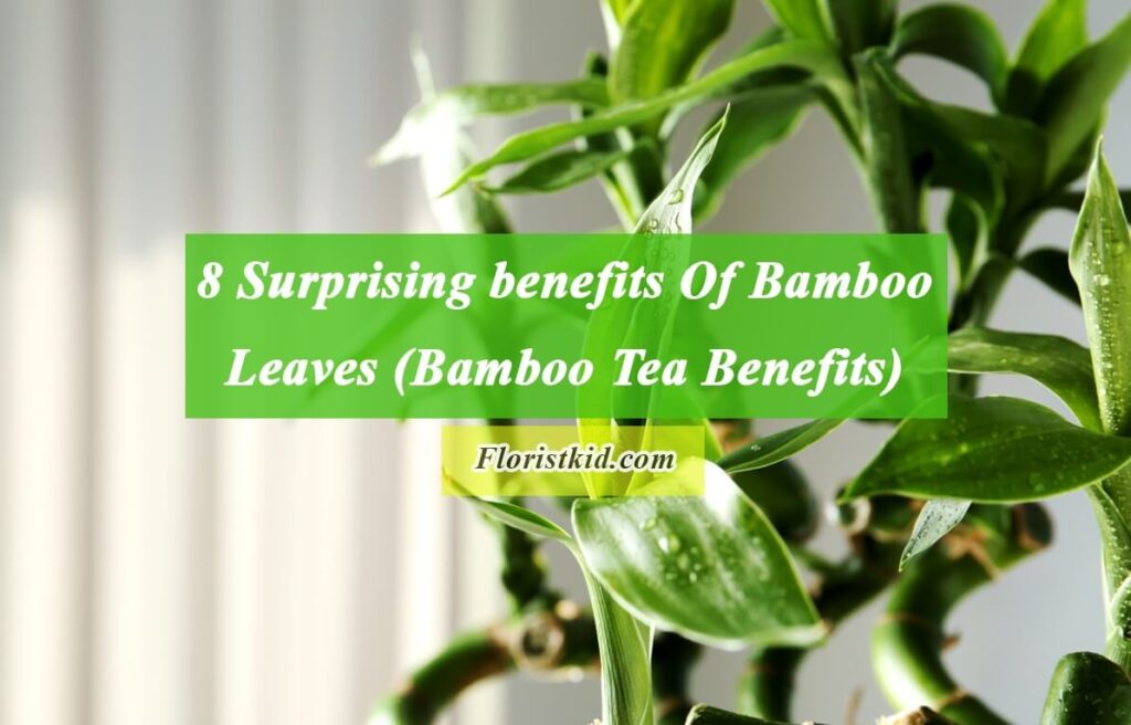 8 Surprising benefits Of Bamboo Leaves (Bamboo Tea Benefits)