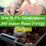 How To Use Vermicompost For Indoor Plants (+FAQ)