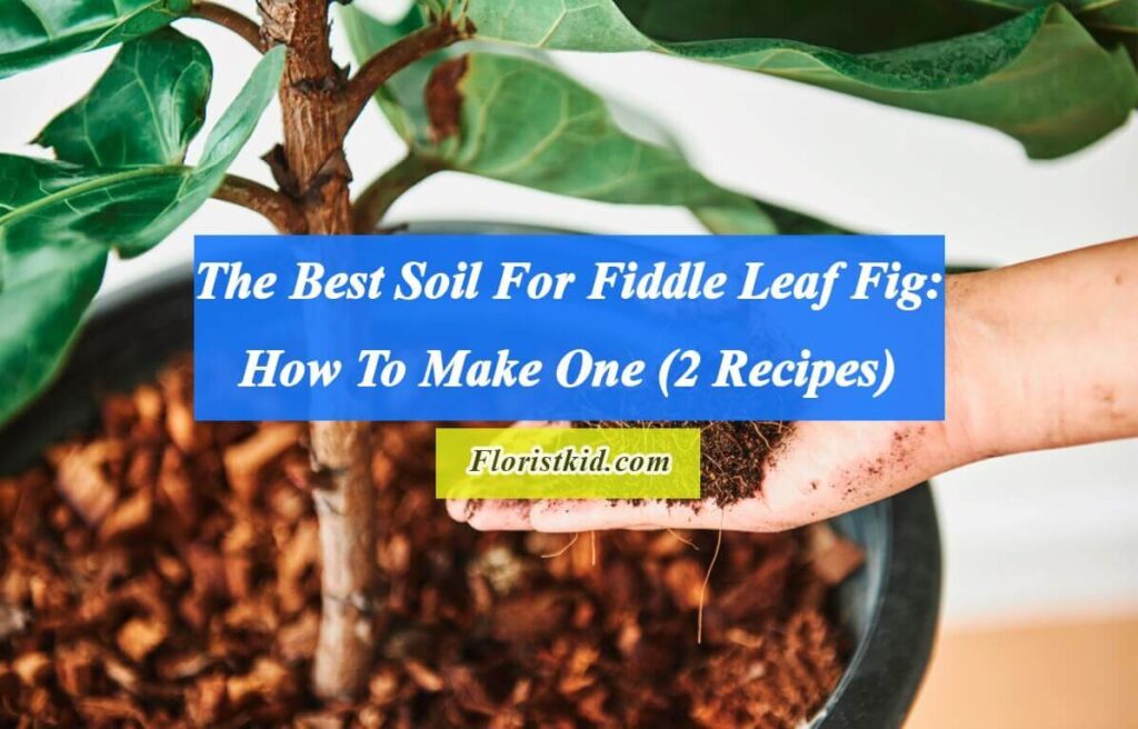 identifikation kondensator Kristendom The Best Soil For Fiddle Leaf Fig: How To Make One (2 Recipes) | Florist Kid