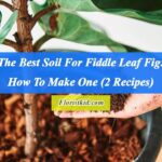 The Best Soil For Fiddle Leaf Fig How To Make One