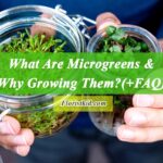 What Are Microgreens & Why Growing Them (+FAQ)