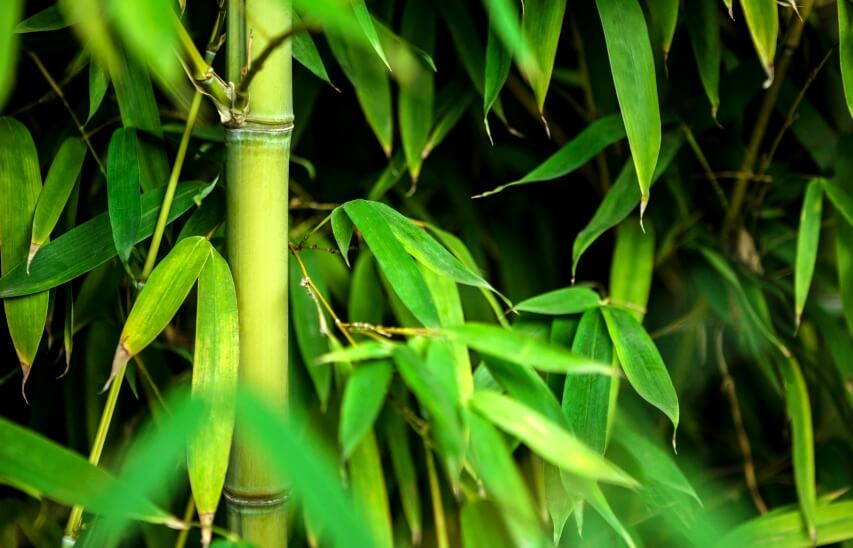 bamboo leaves benefits