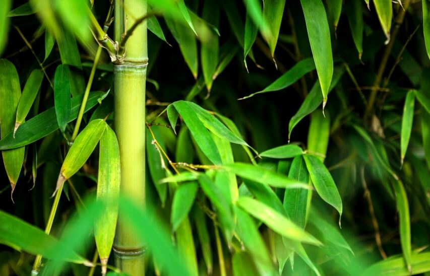 8 Surprising benefits Of Bamboo Leaves (Bamboo Tea Benefits)