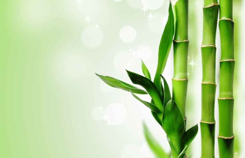 bamboo plant leaf and stem