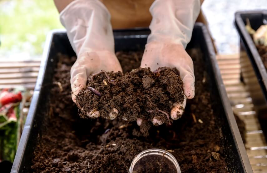vermicompost and earthworms in hand