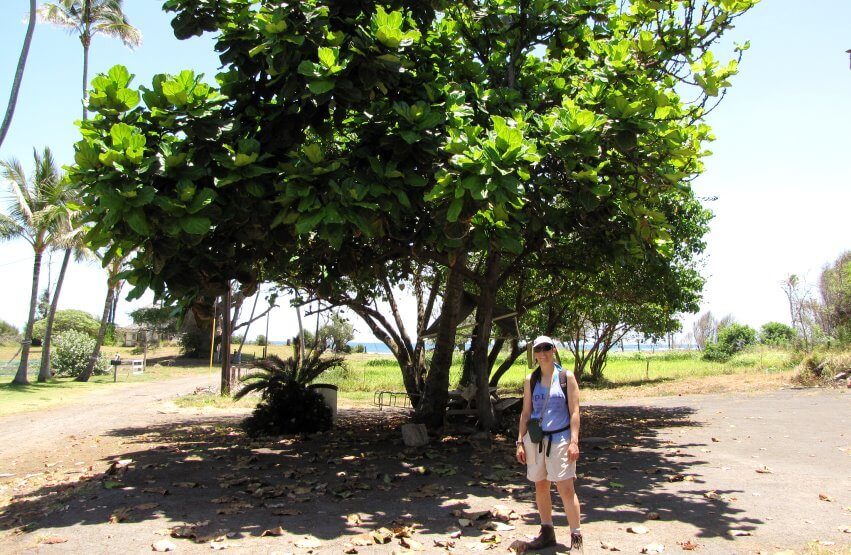 fiddle leaf fig tree