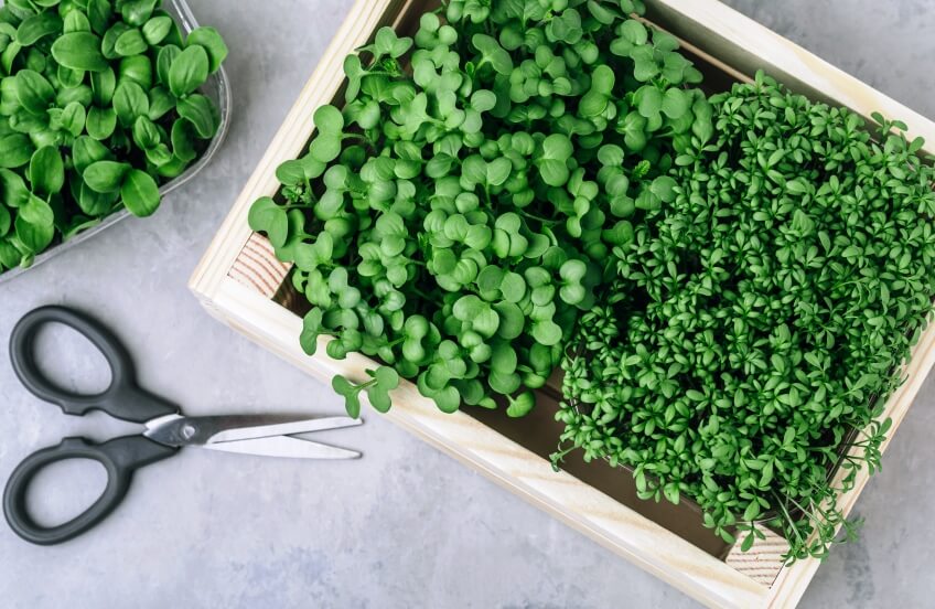 why microgreens