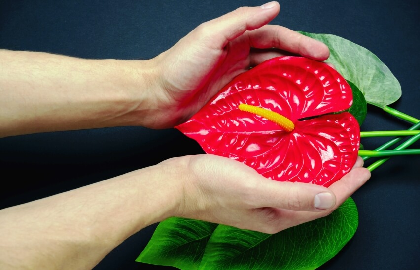 beautiful red anthurium in hands