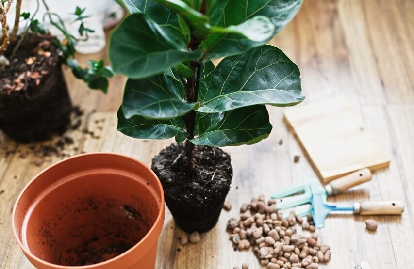 how to repot fiddle fig leaf plant