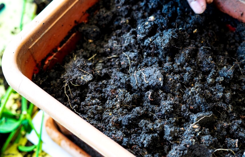 soil in pot
