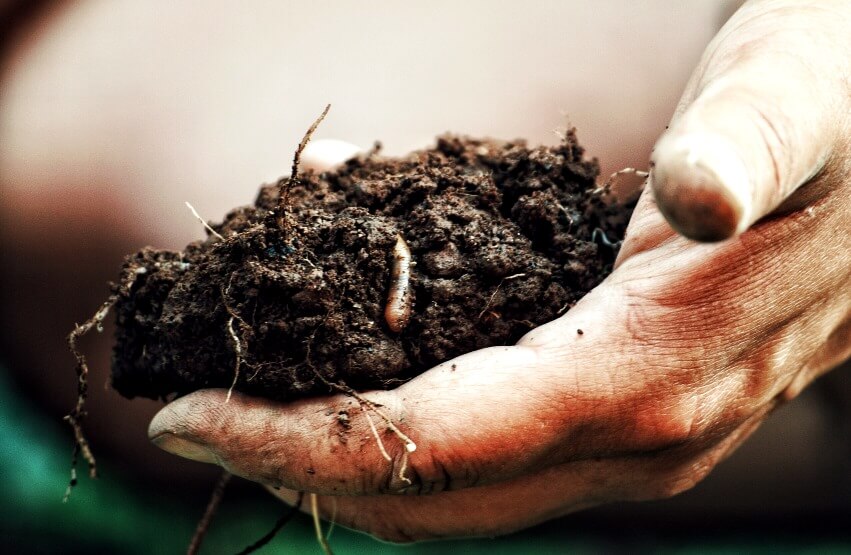 soil with earthworms