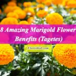 8 Amazing Marigold Flower Benefits (Tagetes)