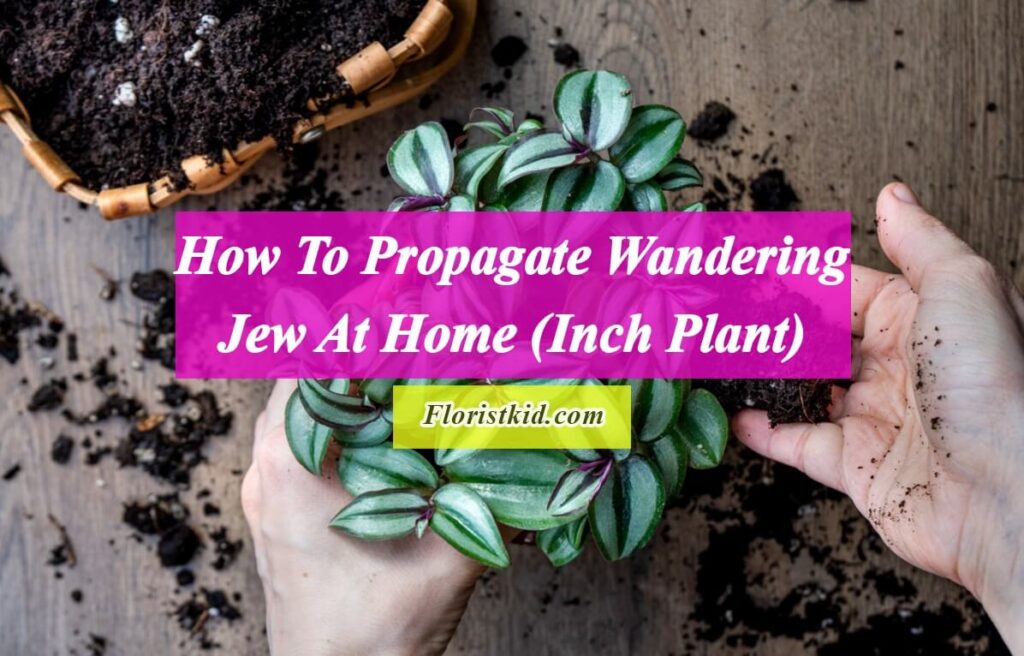 How To Propagate Wandering Jew (Inch Plant)