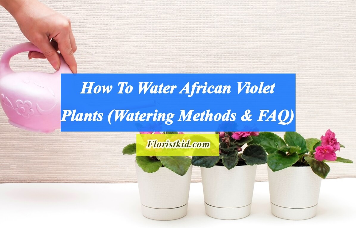 How to water African violet plants (Watering Methods & FAQ)