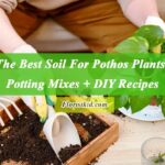 The Best Soil For Pothos Plant Potting Mixes + DIY Recipes