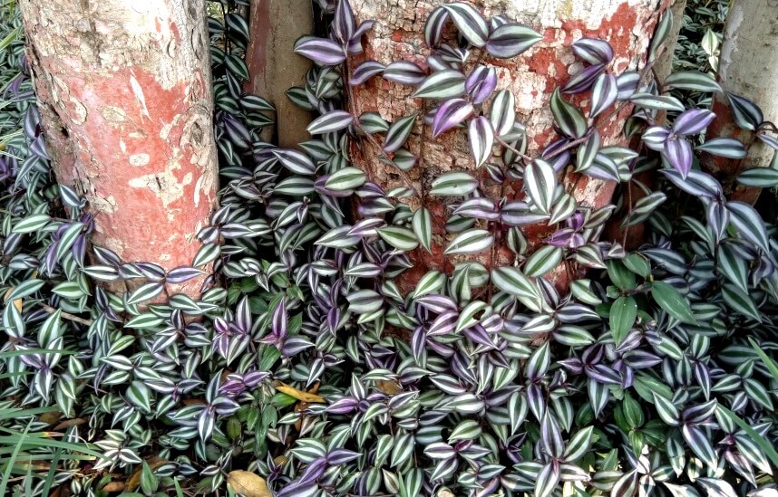 how to propagate Wandering Jew plant