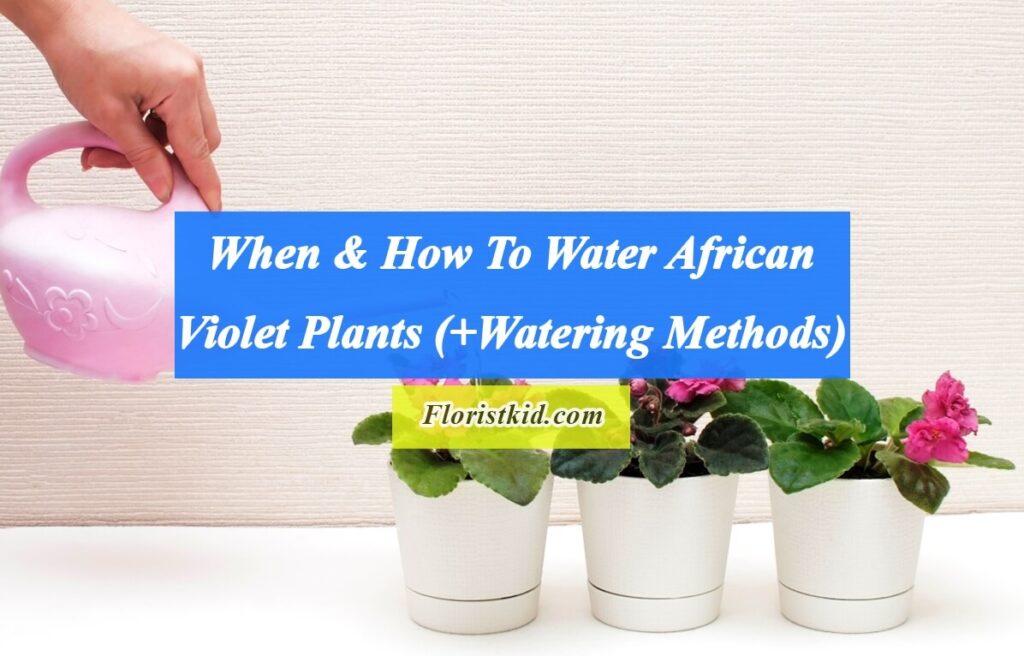 When & how to water African violet plants (Watering Methods)