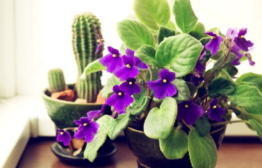 african violet and cactus